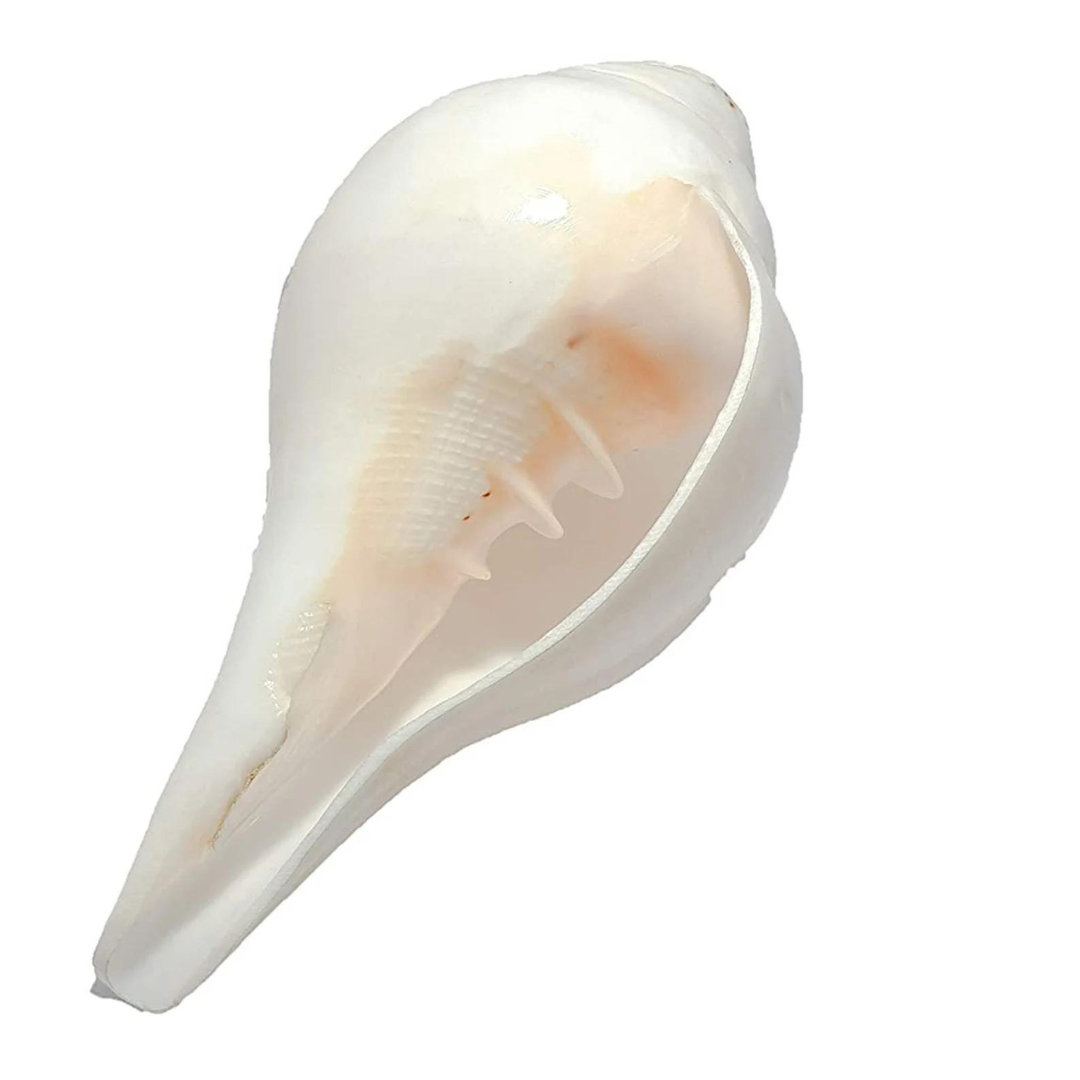 Shankh | Facial Tool